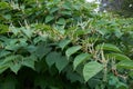 Blooming Sakhalin Knotweed in autumn