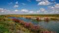 Blooming saksaul trees in the flooded plains.