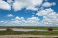 Blooming saksaul trees in the flooded plains.