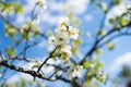 blooming sakura branch in spring in cloudy weather against a blue sky Royalty Free Stock Photo