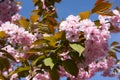 Blooming sakura branches against the blue sky. Royalty Free Stock Photo