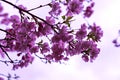 Blooming sakura branches with pink purple flowers close-up against sky Royalty Free Stock Photo