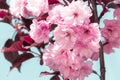 Blooming sakura branches in spring in Vinnitsa Ukraine. Japanese cherry blossoms