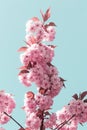 Blooming sakura branches in spring in Vinnitsa Ukraine. Japanese cherry blossoms