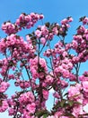 Blooming sakura, cherry or almond tree with pink flowers on a blue sky background. Spring pink bloom