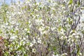 Blooming sakura cherry background, spring white tree flowers. Selective focus, blurred flower texture background Royalty Free Stock Photo