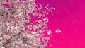 Blooming sakura cherry tree on pink background 3D