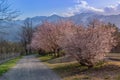 Blooming sakura cherry trees in front of Japanese Alps, Hakuba, Japan