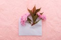 Blooming sakura. Envelope with spring flowers over pink crumpled decorative paper background.