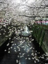 Blooming sakura flower branches line hanging over Meguro river s