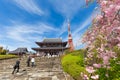 Blooming sakura flower cherry blossom in Zojoji temple with tokyo tower