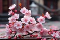 Blooming sakura flowers, close up. Pink cherry in blossom. Spring background Royalty Free Stock Photo