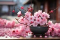 Blooming sakura flowers, close up. Pink cherry in blossom. Spring background Royalty Free Stock Photo