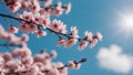 Blooming sakura flowers in spring, against the blue sky. Royalty Free Stock Photo