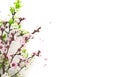 Blooming sakura, spring flowers on white background Royalty Free Stock Photo