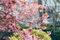 Blooming sakura in spring time on sunset.