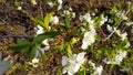 Blooming Sakura. Spring tree. Cherry flower. White and blue. Royalty Free Stock Photo