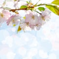 Blooming sakura tree Royalty Free Stock Photo