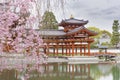 Blooming sakura tree in Byodo-in Buddhist temple Royalty Free Stock Photo