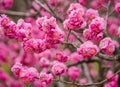 Blooming sakura tree. Springtime. China.