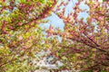 Blooming sakura tree on Mexicoplatz square at St. Francis of Assisi church in spring, Vienna, Austria