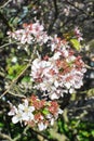 Blooming sakura tree Royalty Free Stock Photo