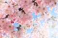Blooming sakura tree, pink flowers cherry on twig in garden in a spring day Royalty Free Stock Photo