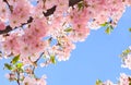 Blooming sakura tree, pink flowers cherry on twig in garden in a spring day on background blue sky Royalty Free Stock Photo