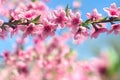 Blooming sakura tree, pink flowers cherry on twig in garden in a spring day on background blue sky Royalty Free Stock Photo