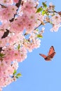 Blooming sakura tree, pink flowers cherry on twig in garden in a spring day with butterfly on background blue sky Royalty Free Stock Photo