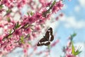 Blooming sakura tree, pink flowers cherry on twig in garden in a spring day with butterfly on background blue sky Royalty Free Stock Photo