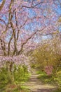 Blooming sakura tree Royalty Free Stock Photo