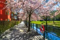 Blooming sakura tree in spring, Stockholm, Sweden. Royalty Free Stock Photo