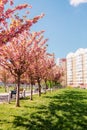 blooming sakura trees at lviv street Royalty Free Stock Photo