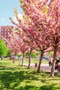 blooming sakura trees at lviv street Royalty Free Stock Photo