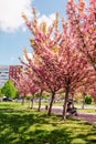 blooming sakura trees at lviv street Royalty Free Stock Photo