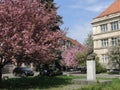 Blooming sakura trees in Uzhgorod