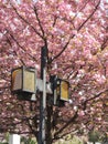 Blooming sakura trees in Uzhgorod