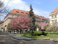 Blooming sakura trees in Uzhgorod