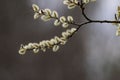 Blooming Salix caprea tree branch against the dark stormy gloomy sky