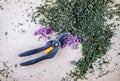 Blooming sally dried flowers. Epilobium angustifolium, Purple Alpine Fireweed Royalty Free Stock Photo