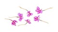 Blooming sally (Epilobium angustifolium);