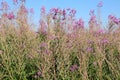 Blooming Sally herbs