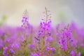 Blooming Sally in morning fog