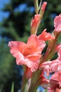 Blooming salmon pink gladiolus flower in summer