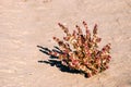 Blooming Salsola (saltwort)