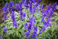 Salvia Farinacea Purple Flower Spikes