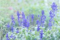 Blooming Salvia flowers are growing on the wiald field. Floral background with violet flowers in misty blue tones with bokeh