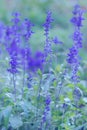 Blooming Salvia flowers are growing on the wiald field. Vertical floral background with violet flowers in misty blue tones