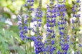 Blooming Salvia nemorosa flowers